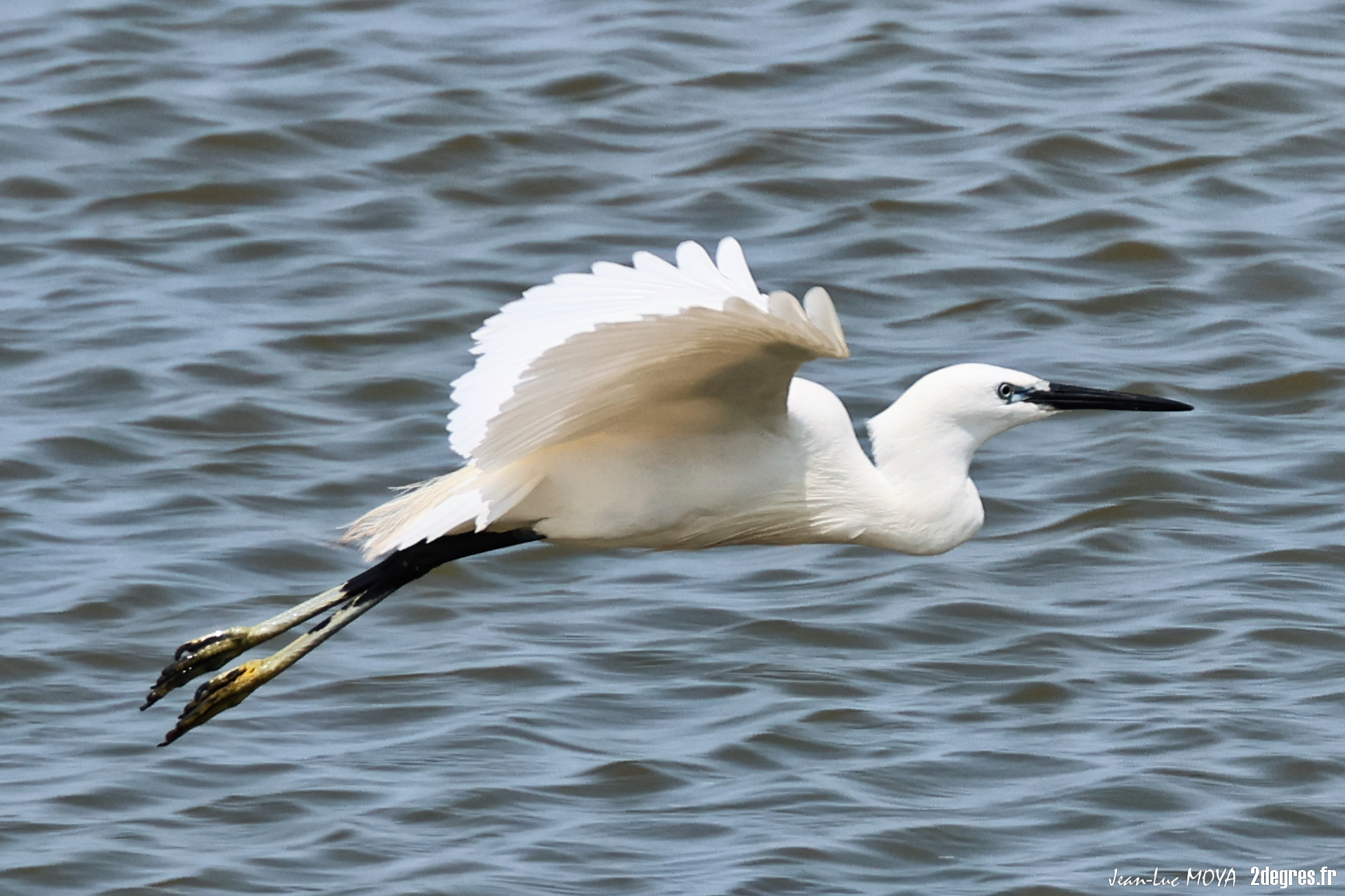 Grande aigrette 5 © J-Luc Moya