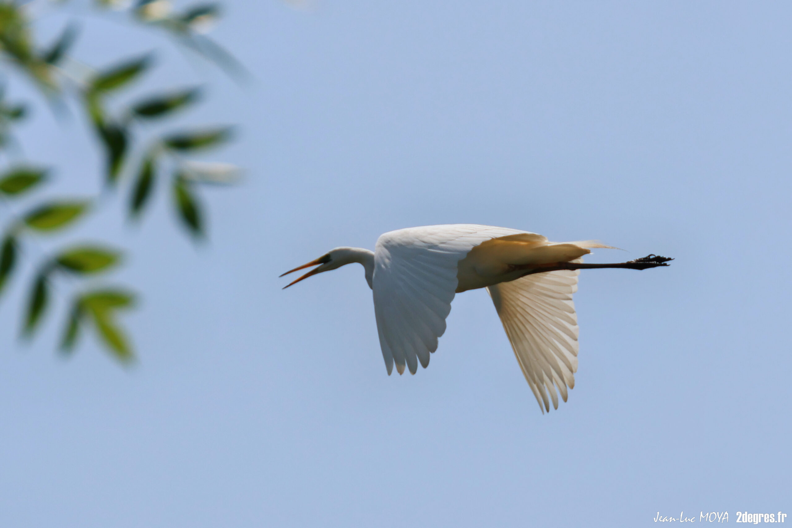 Grande aigrette 8 © J-Luc Moya
