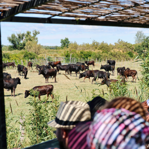 Visite guidée Calèche 25.07.25 - 2 ©J-Luc Moya 2 Degrés