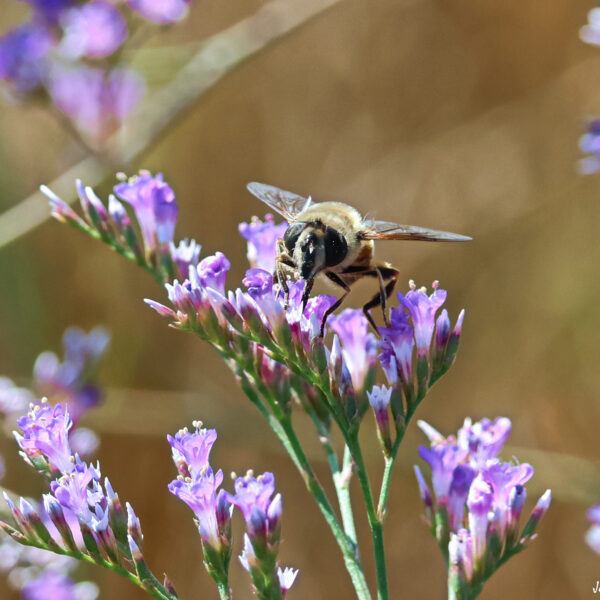 Abeille sur saladelle ©J-Luc Moya 2 degrés