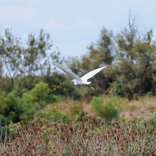 Aigrette garzette 6 © J-Luc Moya 2 degrés