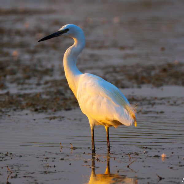 Aigrette garzette coucher soleil 4 © J-Luc Moya 2 degrés