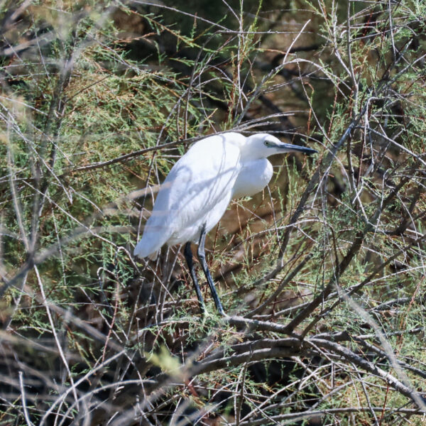 Aigrette garzette ©J-Luc Moya 2 degrés