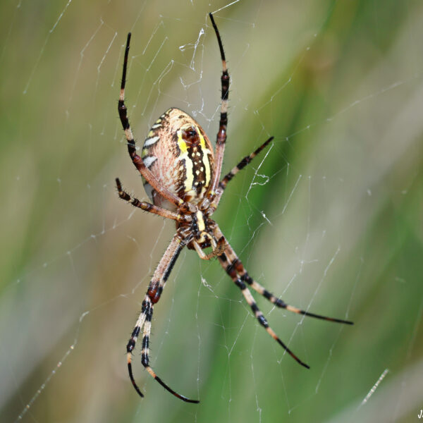 Araignée Argiope Bruennichi ©J-Luc Moya 2 degrés