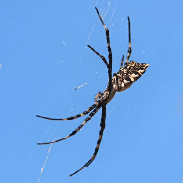 Araignée Argiope Lobée ©J-Luc Moya 2 degrés