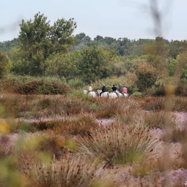 Balade à cheval