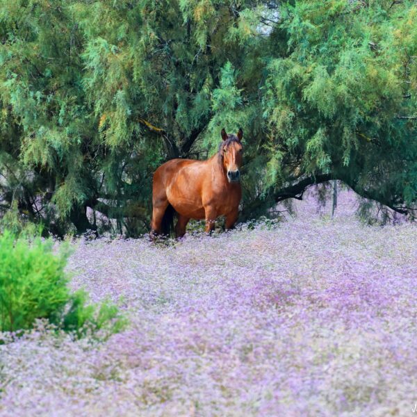 Cheval Marais du Vigueirat