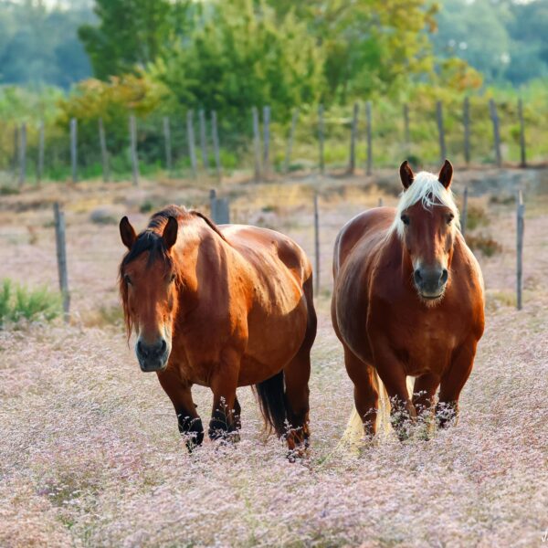Chevaux soirée Marais du Vigueirat 1 ©J-Luc Moya 2 degré