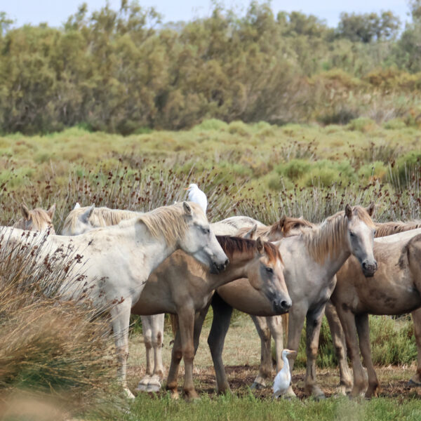 Chevaux ©J-Luc Moya 2 degrés