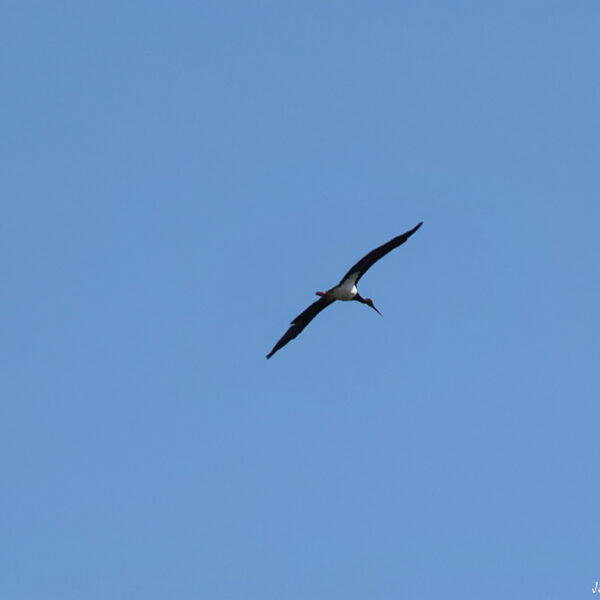 Cigogne noire ©J-Luc Moya 2 degrés