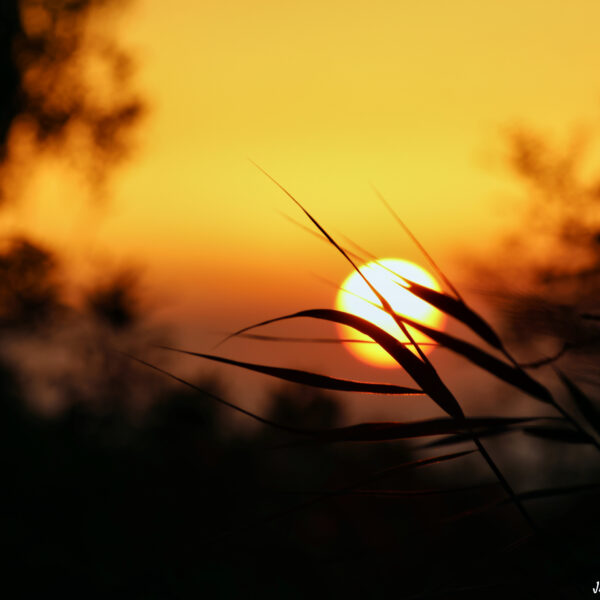 Coucher soleil Marais du Vigueirat ©J-Luc Moya 2 degrés