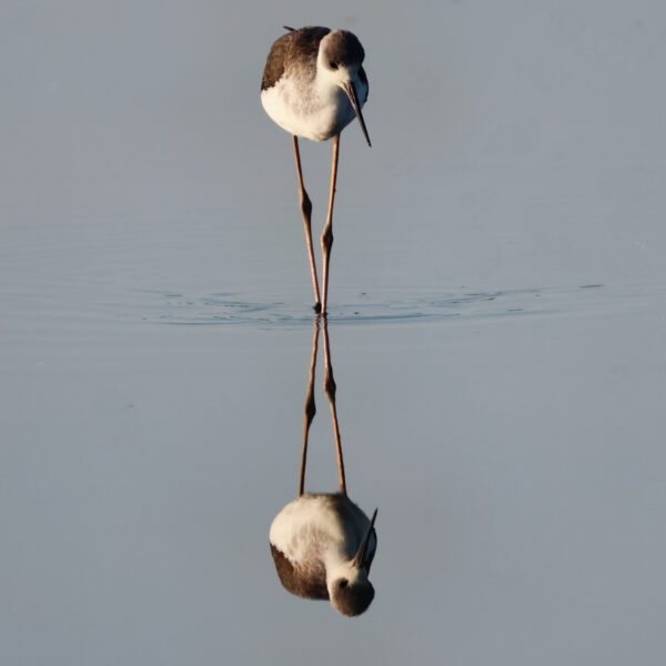 Echasse blanche