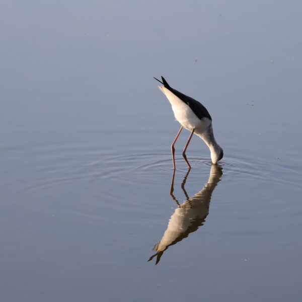 Echasse blanche