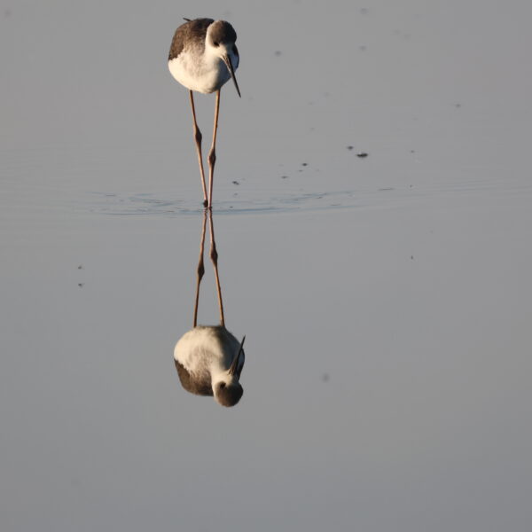 Echasse blanche
