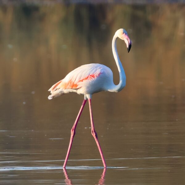 Flamant rose 13.08.25