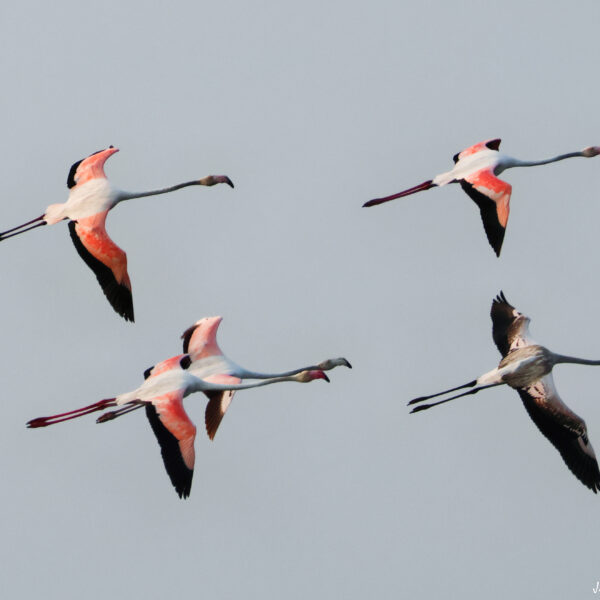 Flamant rose 72 © J-Luc Moya 2 degrés