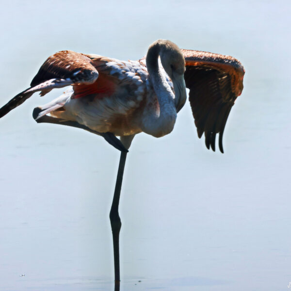 Flamant rose juvénile