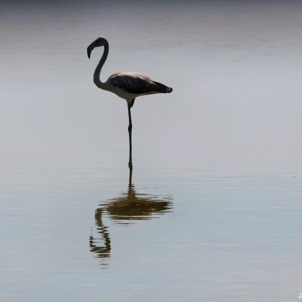 Flamant rose juvénile ©J-Luc Moya 2 degrés