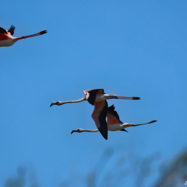 Flamants roses-2 ©J-Luc Moya 2 degrés