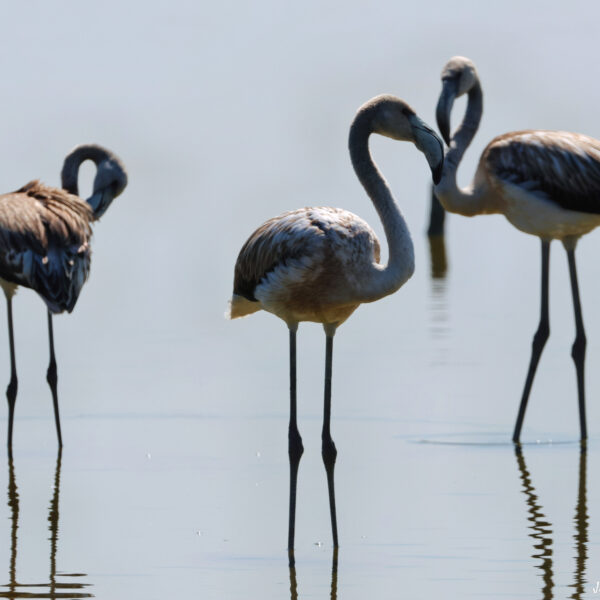 Flamants roses juvéniles-3 ©J-Luc Moya 2 degrés