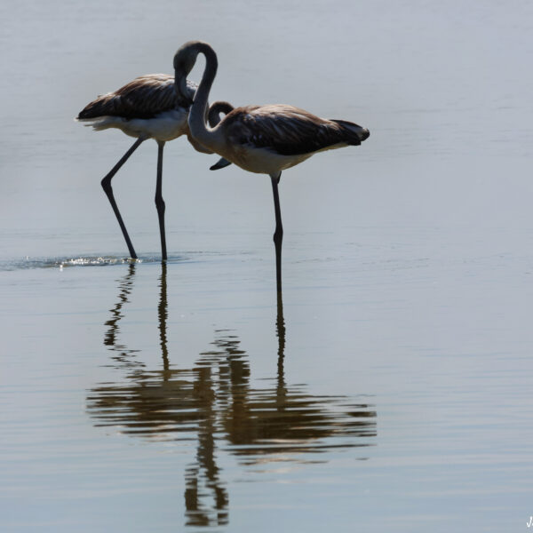 Flamants roses juvéniles-4 ©J-Luc Moya 2 degrés