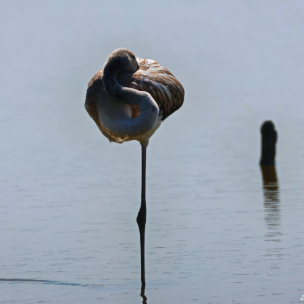 Flamants roses juvéniles-5 ©J-Luc Moya 2 degrés
