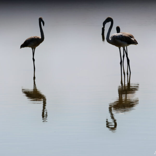 Flamants roses juvéniles ©J-Luc Moya 2 degrés