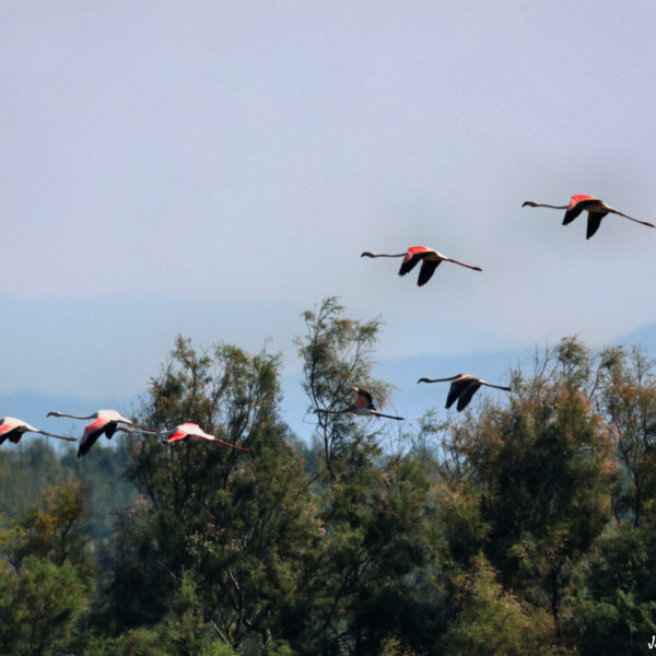 Flamants roses ©J-Luc Moya 2 degrés