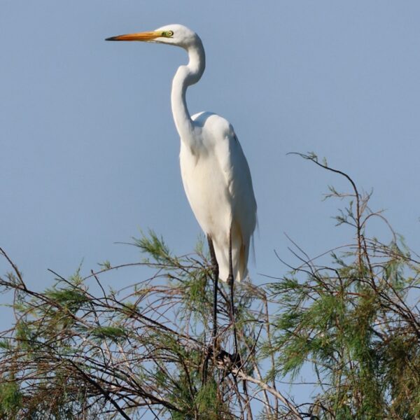 Grande aigrette - 13.08.25