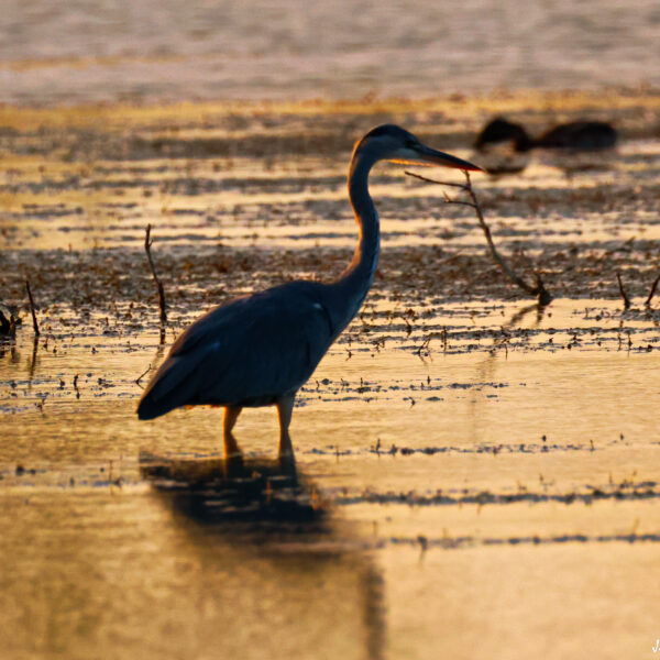 Héron cendré coucher soleil 41 © J-Luc Moya 2 degrés