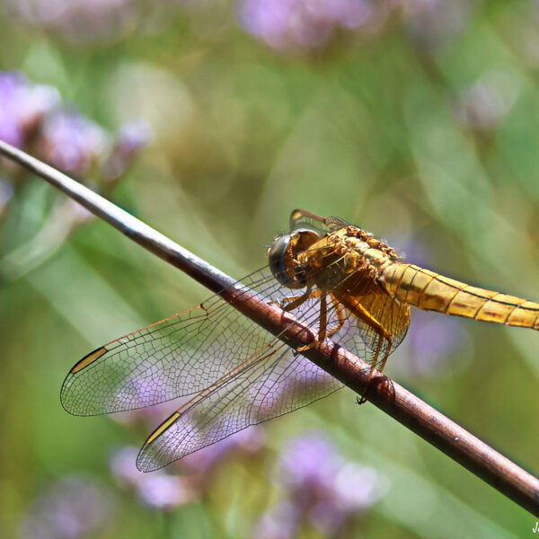 Libellule crocothemis erythraea ©J-Luc Moya 2 degrés