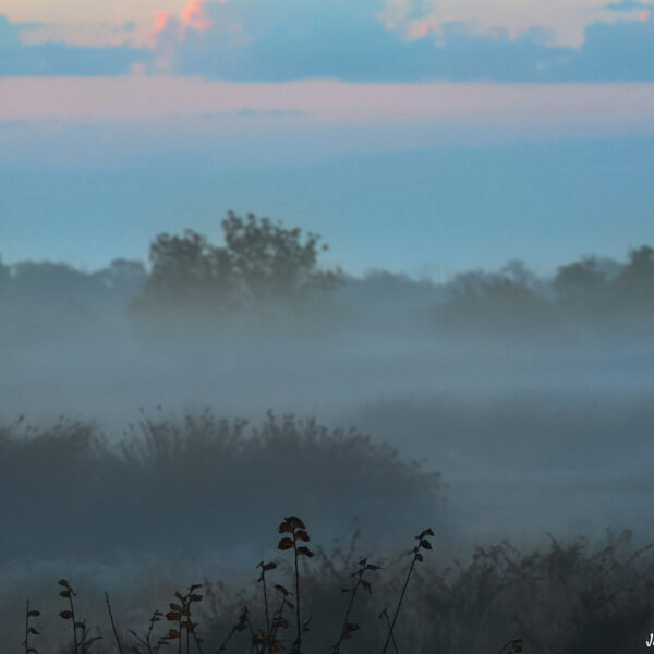 Marais du Vigueirat matin brumeux 2 ©J-Luc Moya 2 Degrés