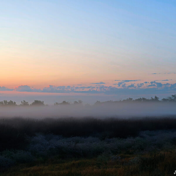 Marais du Vigueirat matin brumeux 3 ©J-Luc Moya 2 Degrés