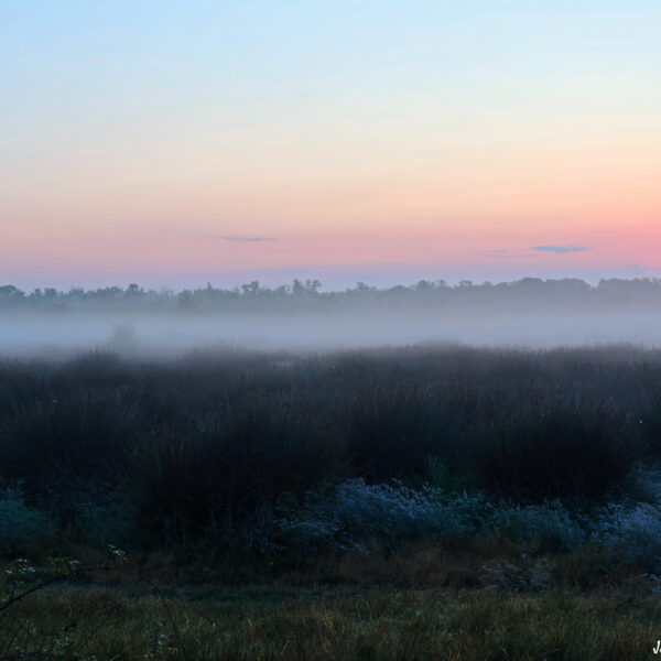 Marais du Vigueirat matin brumeux 4 ©J-Luc Moya 2 Degrés