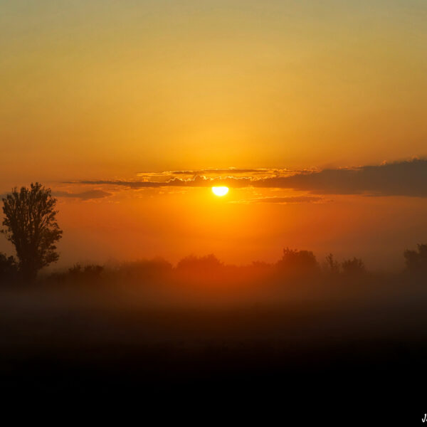 Marais du Vigueirat matin brumeux 7 ©J-Luc Moya 2 Degrés