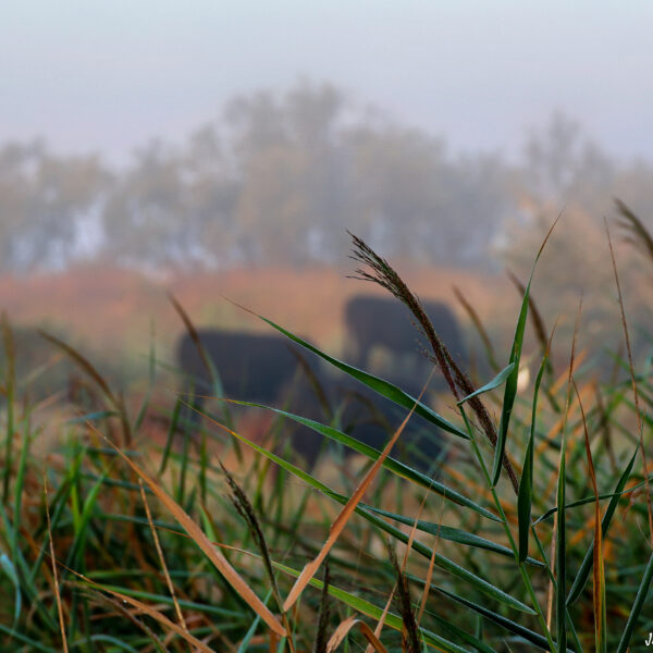 Marais du Vigueirat matin brumeux 9 ©J-Luc Moya 2 Degrés
