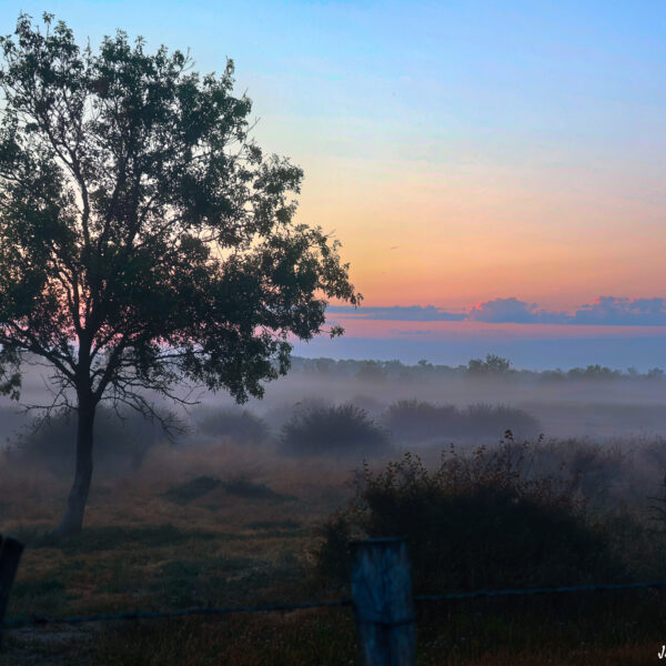 Marais du Vigueirat matin brumeux ©J-Luc Moya 2 Degrés