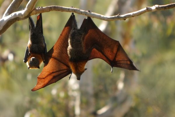 Nuit de la Chauve-souris le 30 août 2025