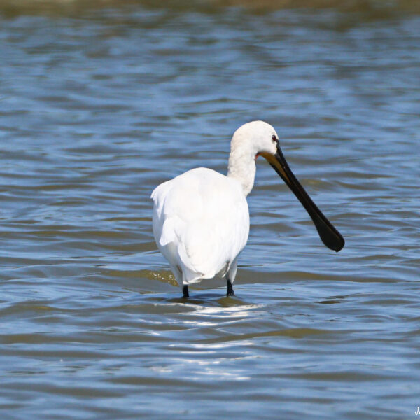 Spatule blanche ©J-Luc Moya 2 degrés