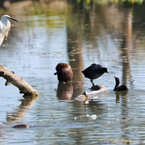 Aigrette garzette 16 ©J-Luc Moya 2 degrés