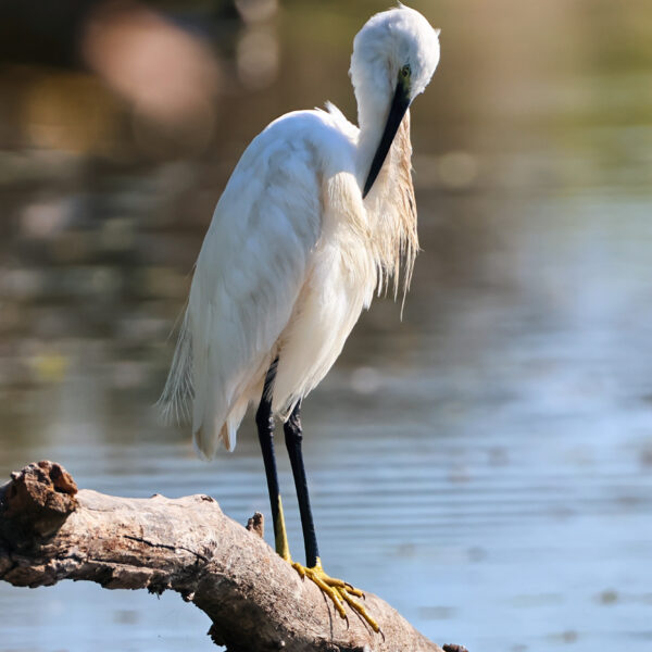 Aigrette garzette 17 ©J-Luc Moya 2 degrés