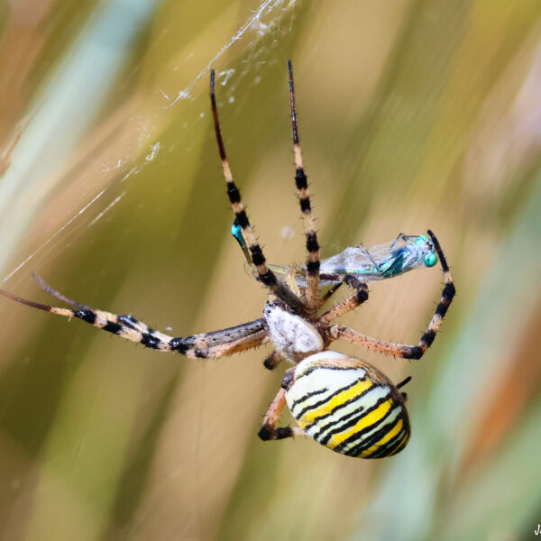 Argiope frelon