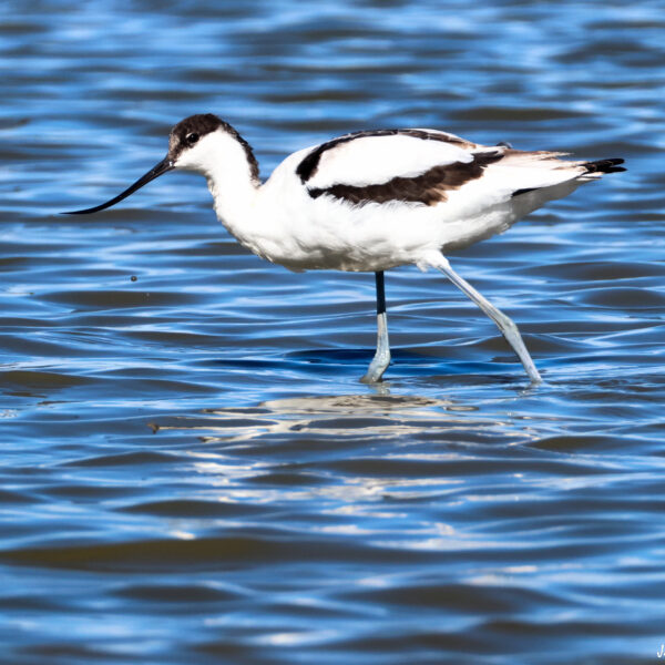 Avocette élégante ©J-Luc Moya 2 Degrés