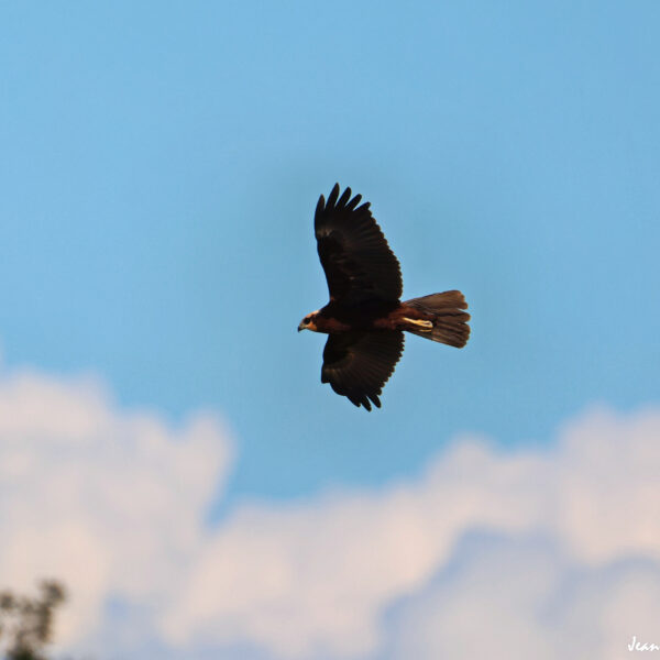 Busard des roseaux 4 ©J-Luc Moya 2 Degrés