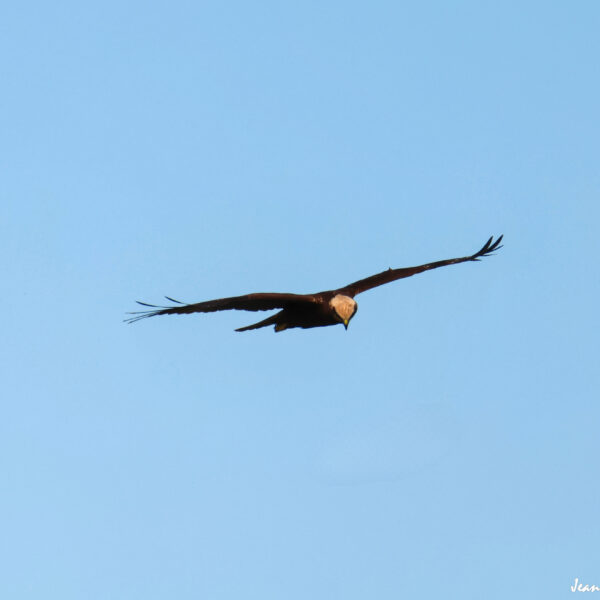 Busard des roseaux 5 ©J-Luc Moya 2 Degrés