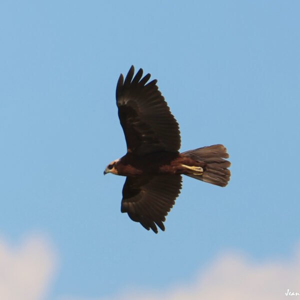 Busard des roseaux 6 ©J-Luc Moya 2 Degrés