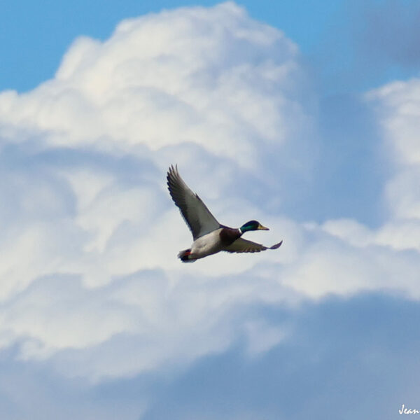 Canard Col vert (2) ©J-Luc Moya 2 Degrés