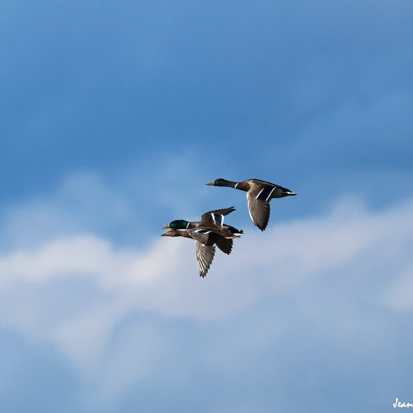 Canard Col vert (3) ©J-Luc Moya 2 Degrés