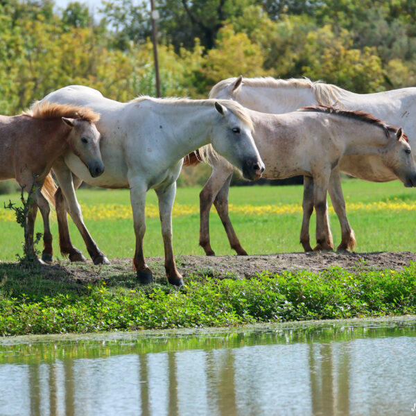 Chevaux Camargue