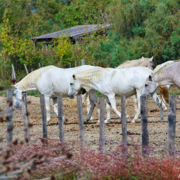 Chevaux Camargue